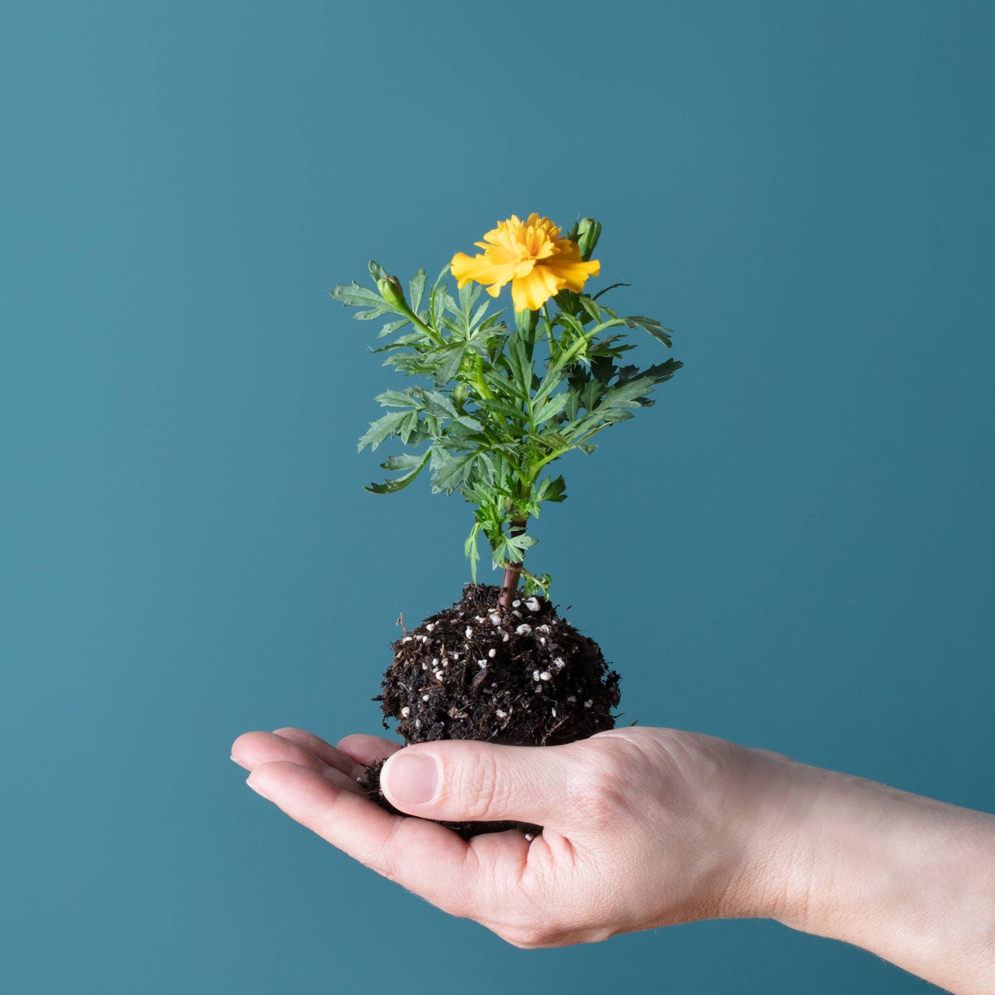 Blooming Lollipop Bundle (Eat, Plant & Grow a Herb/Flower)