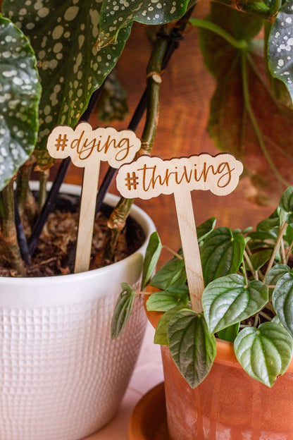 Funny Script Wooden Plant Markers