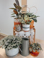 Valentine’s Day Painted Planter and Trellis Workshop 2/8 @ 4pm